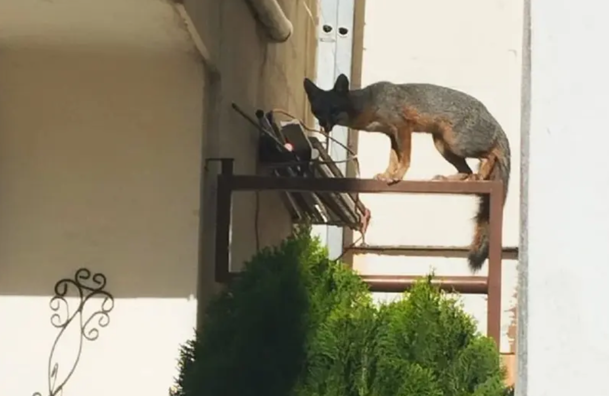 Zorros en las calles de Nuevo León 